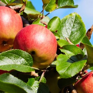 A close up on a group of apples growing on the tree