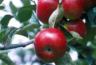 Four apples on a branch