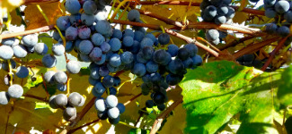 grapes on a vine